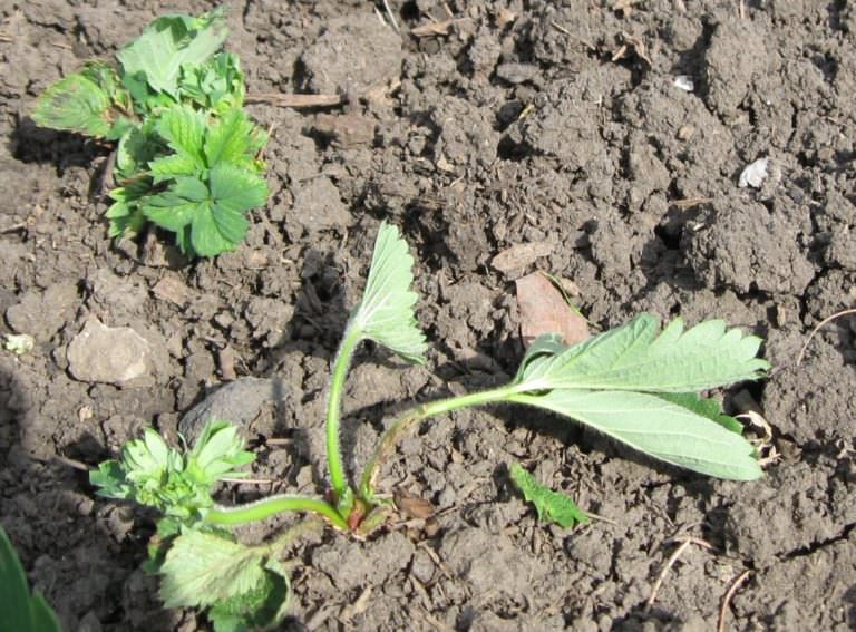 Почему засохли уже прижившиеся кусты клубники?