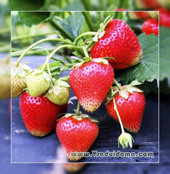 Почему засохли уже прижившиеся кусты клубники?