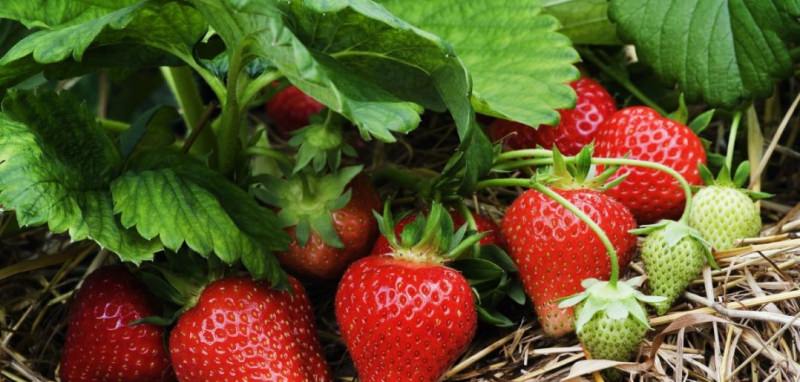 Почему засохли уже прижившиеся кусты клубники?