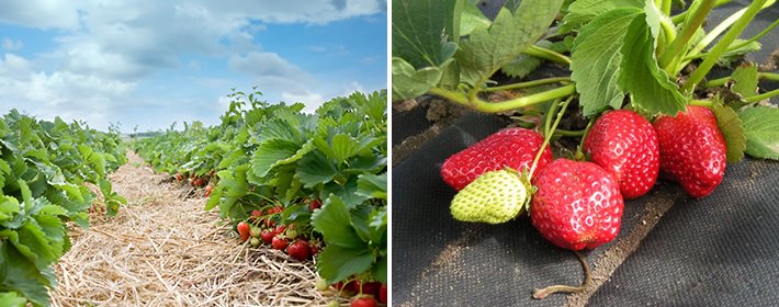 Почему засохли уже прижившиеся кусты клубники?