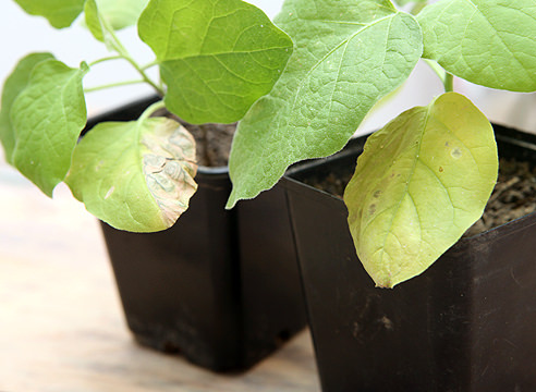 Почему желтеют и покрываются пятнами листья у баклажан в теплице