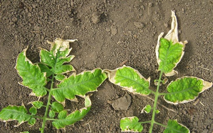 Почему желтеют листья у помидоров в теплице