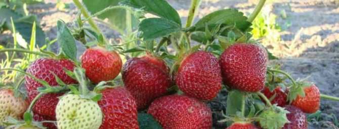 Почва, подходящая для клубники и земляники