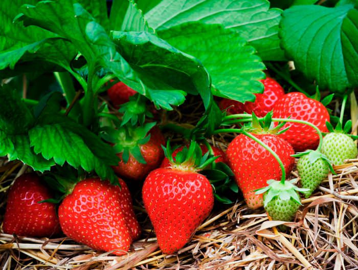 Почва, подходящая для клубники и земляники