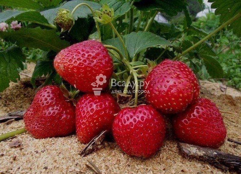 Почва, подходящая для клубники и земляники