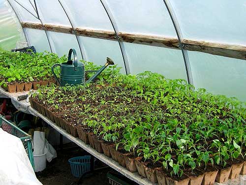 Подготовка рассады помидоров для выращивания в теплице