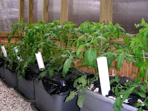 Подготовка рассады помидоров для выращивания в теплице