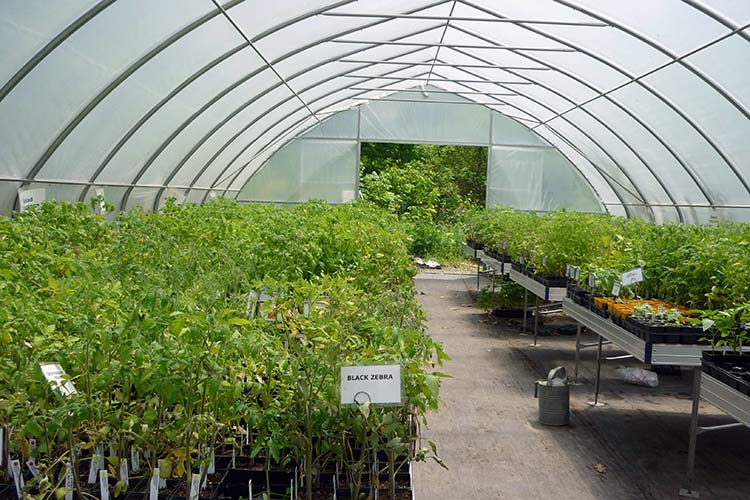 Подготовка рассады помидоров для выращивания в теплице