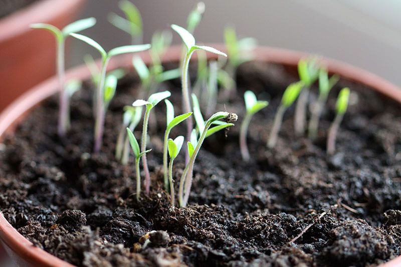 Подкормка рассады помидоров минеральными удобрениями и органикой после пикировки