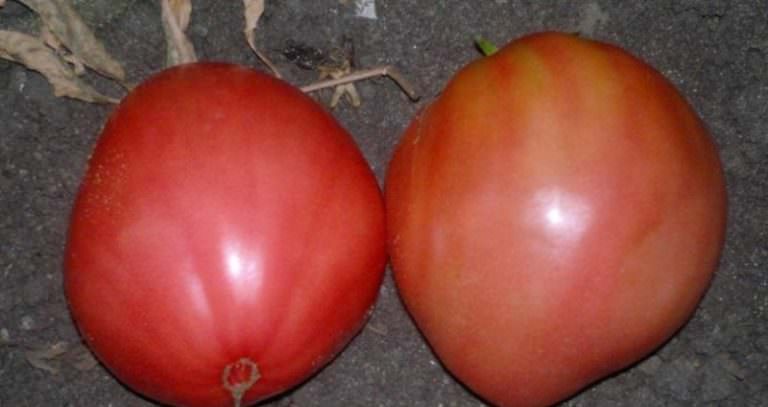 Подробное описание сорта томата вельможа — посадка и уход