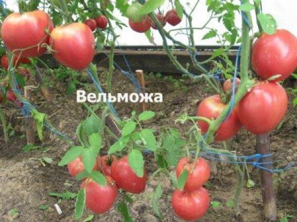 Подробное описание сорта томата вельможа — посадка и уход