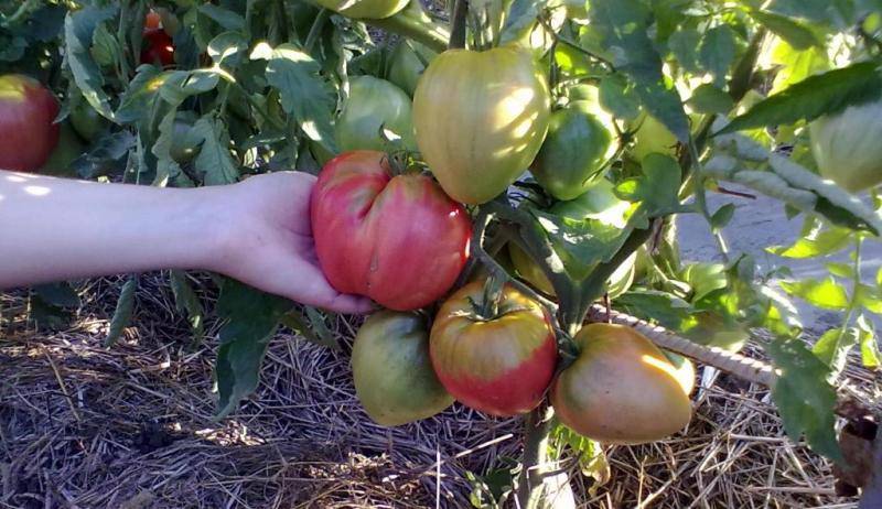 Подробное описание сорта томата вельможа — посадка и уход