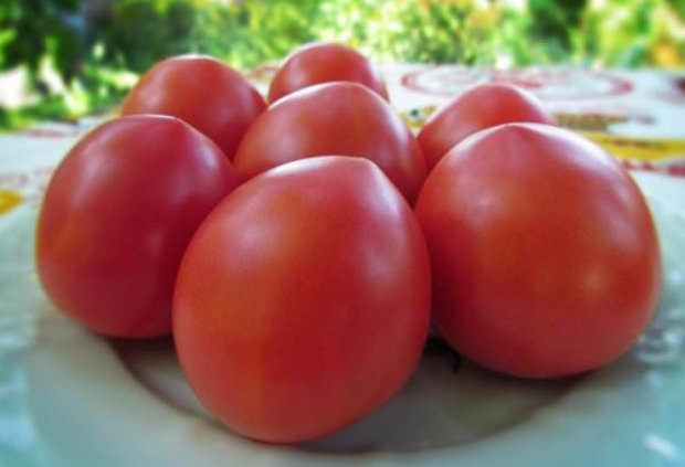 Подробное описание сорта томата вельможа — посадка и уход