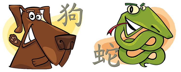 Показатели совместимости в любви змеи и собаки