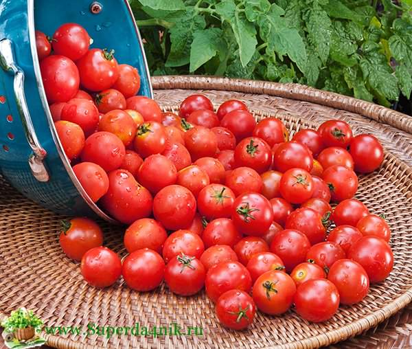 Помидоры черри: сорта, этапы выращивания и варианты приготовления