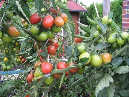 Помидоры де барао: характеристика разновидностей популярного сорта