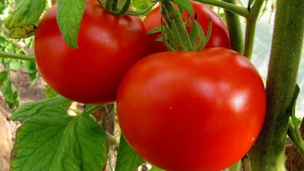 Помидоры для северо-запада: лучшие и перспективные сорта