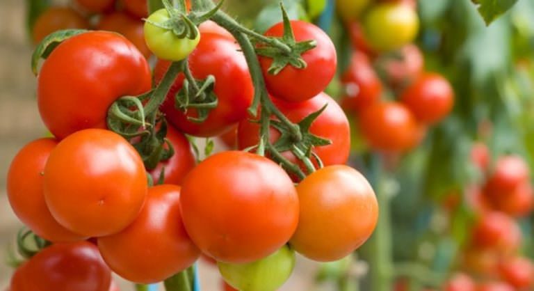 Помидоры для северо-запада: лучшие и перспективные сорта