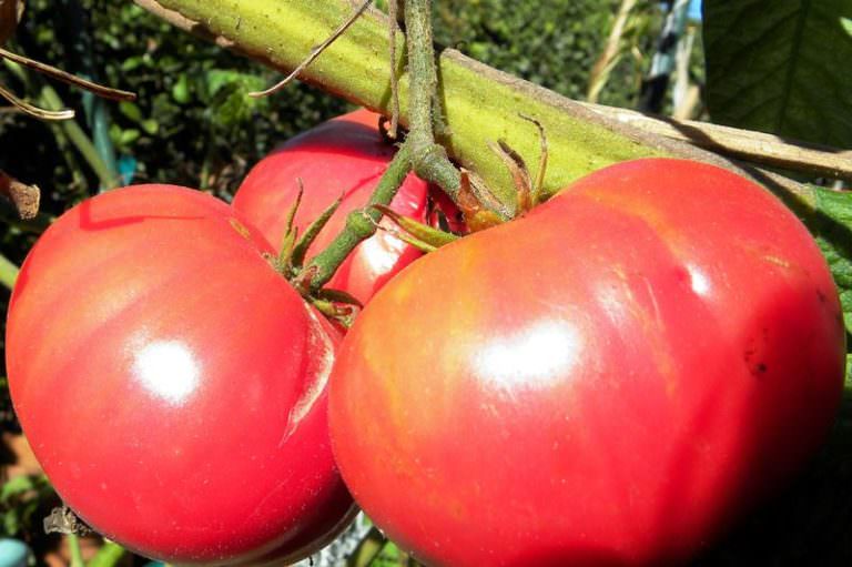 Помидоры розовый слон: описание и отзывы с фото