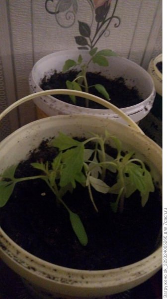 Помощь огороднику: как спасти рассаду помидоров от увядания