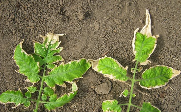 Помощь огороднику: как спасти рассаду помидоров от увядания