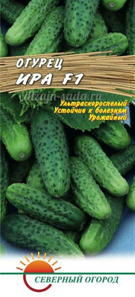 Популярные сорта огурцов