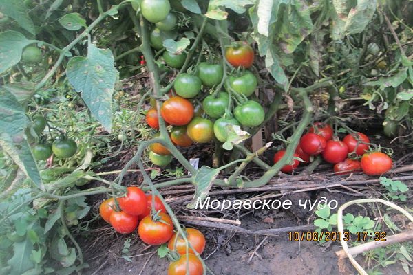 Популярный томат моравское чудо
