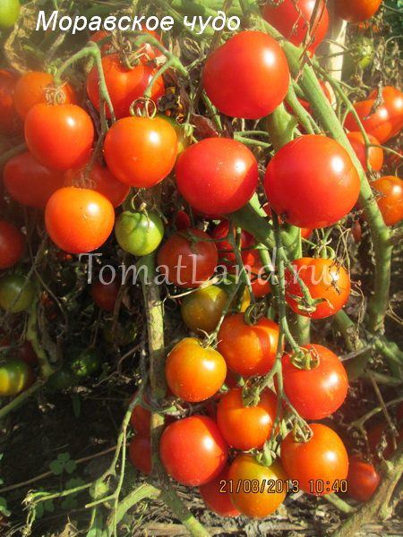 Популярный томат моравское чудо