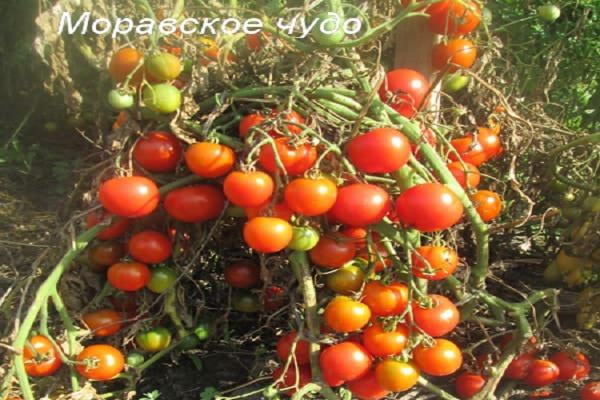 Популярный томат моравское чудо