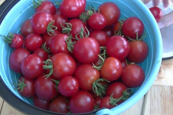 Популярный томат моравское чудо