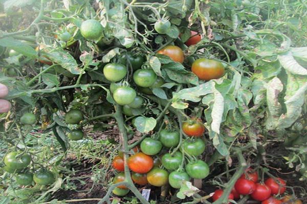 Популярный томат моравское чудо