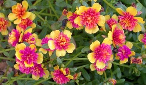 Портулак: лучшие сорта и технология выращивания