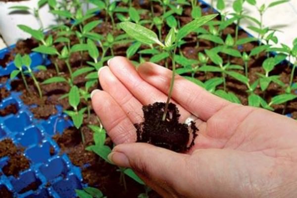 Посадка помидоров в 2017 году по лунному календарю: технология и лучшие дни