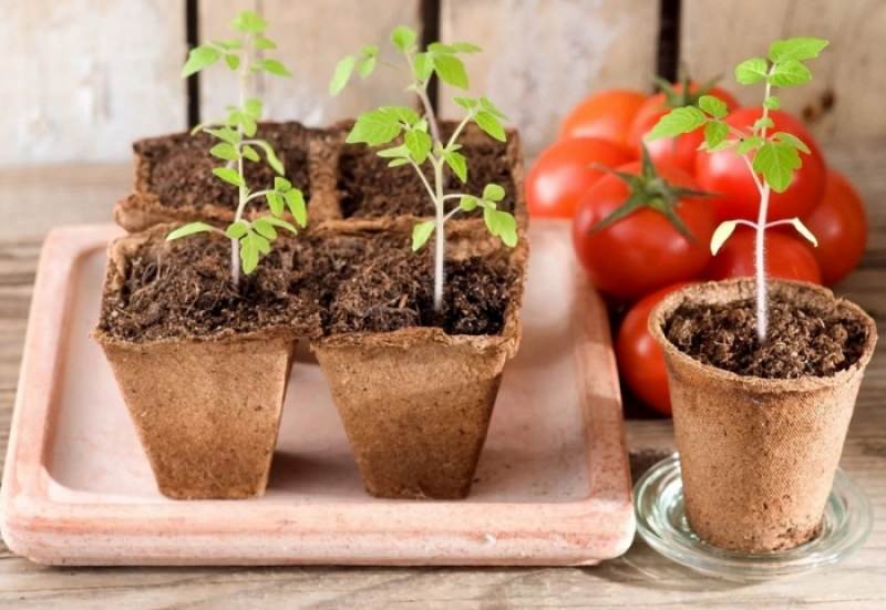 Посадка помидоров в 2017 году по лунному календарю: технология и лучшие дни