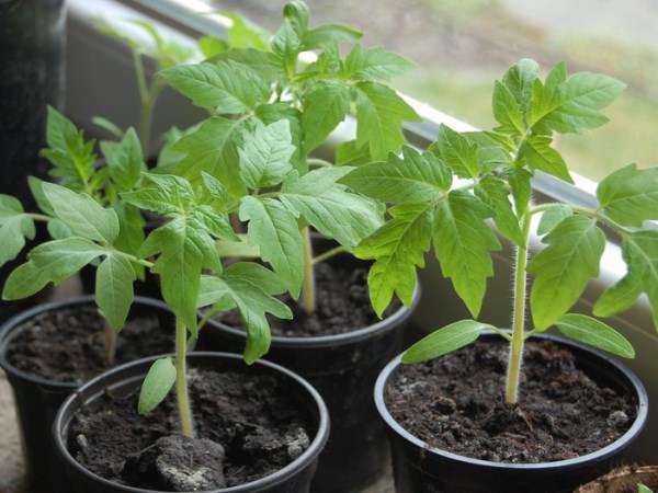 Посадка помидоров в 2017 году по лунному календарю: технология и лучшие дни