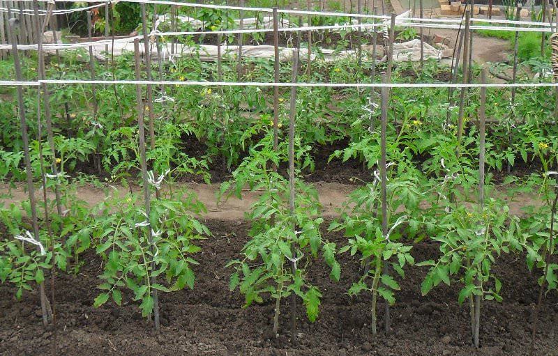 Посадка помидоров в открытый грунт в украине: технология, схемы и оптимальные сроки