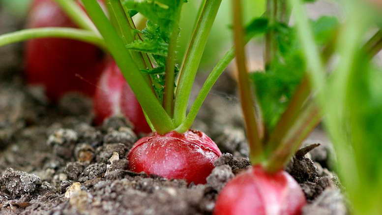 Посадка редиса под зиму в открытый грунт