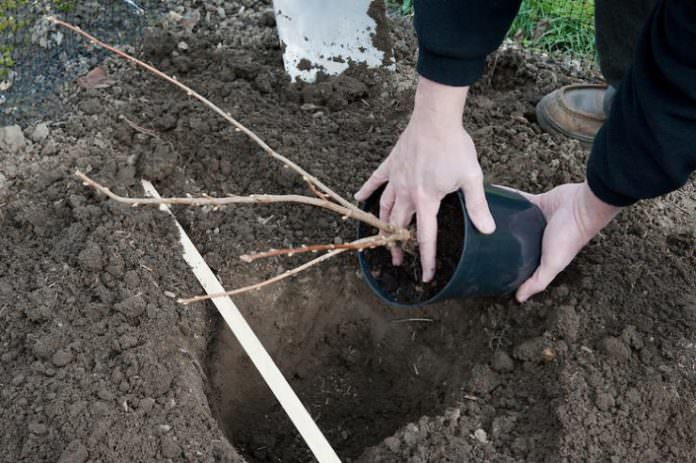 Посадка смородины осенью: пошаговая инструкция от выбора саженца до послепосадочного ухода