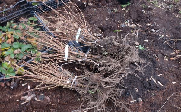 Посадка смородины осенью: пошаговая инструкция от выбора саженца до послепосадочного ухода