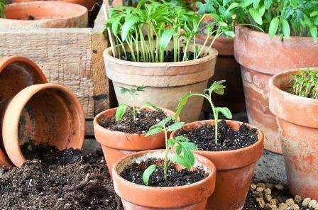 Посадка тепличных помидоров на рассаду в 2018 году