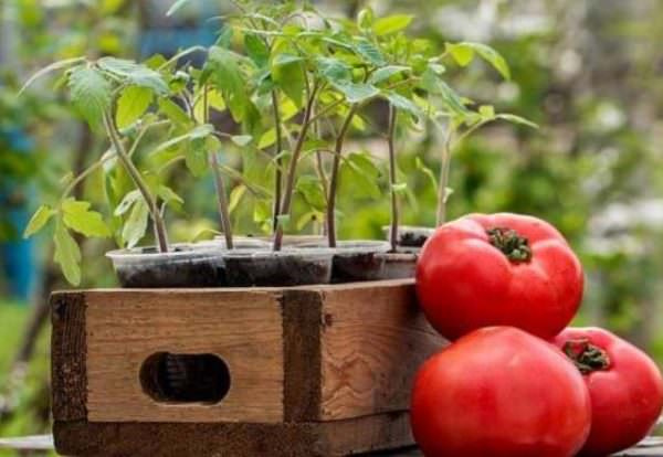 Посадка тепличных помидоров на рассаду в 2018 году