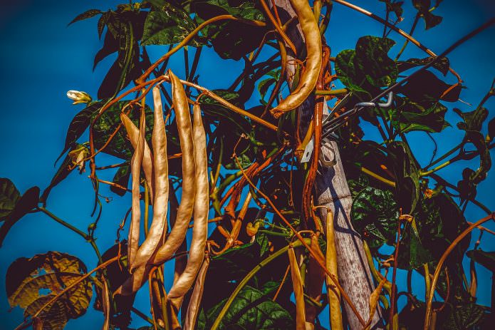 После чего сажать чеснок под зиму: 5 культур-предщественников