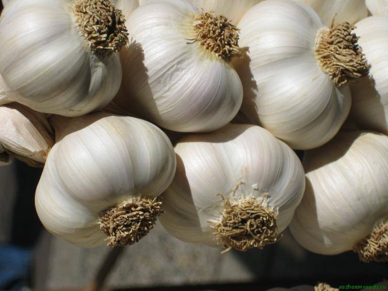 После чего сажать чеснок под зиму: 5 культур-предщественников