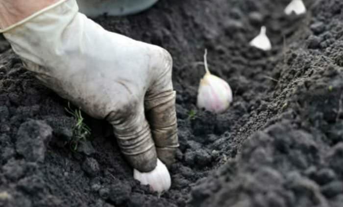 После чего сажать чеснок под зиму: 5 культур-предщественников