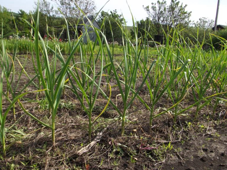 После чего сажать чеснок под зиму: 5 культур-предщественников