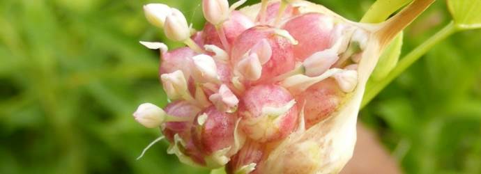 После чего сажать чеснок под зиму: 5 культур-предщественников