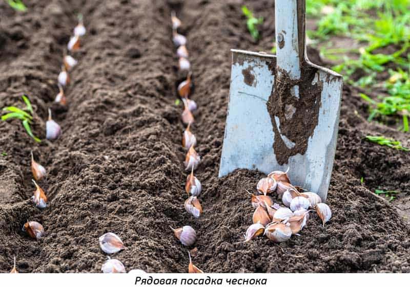 После чего сажать чеснок под зиму: 5 культур-предщественников