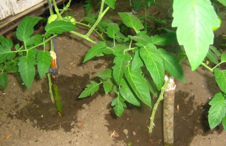 Правила подкормки томатов суперфосфатом