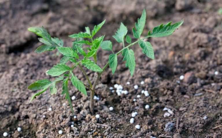 Правила подкормки томатов суперфосфатом