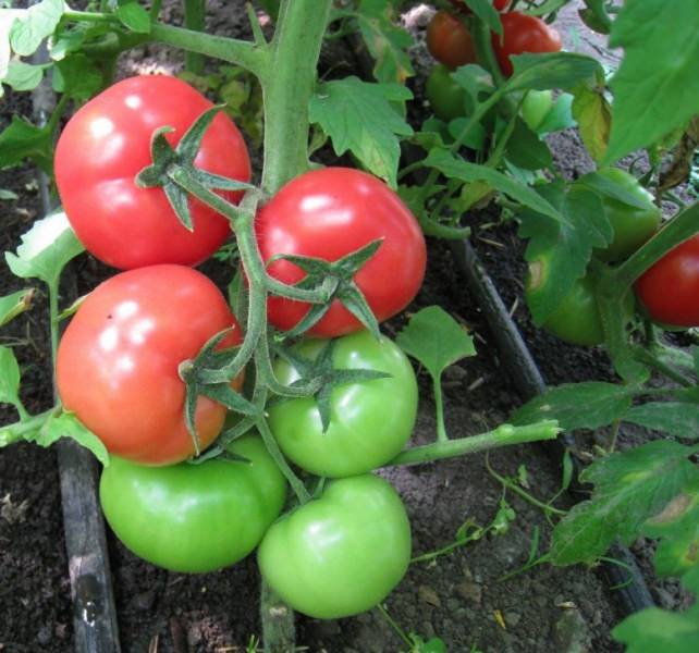 Правила подкормки томатов суперфосфатом